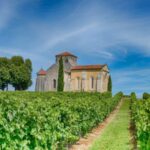 vignoble de cognac