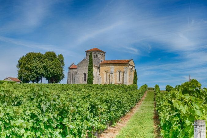 vignoble de cognac