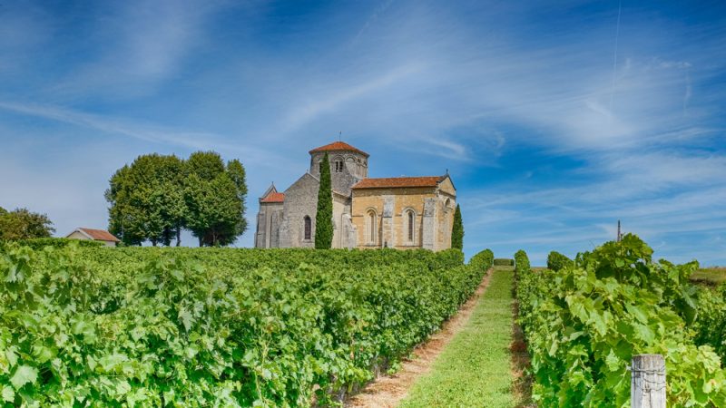 vignoble de cognac